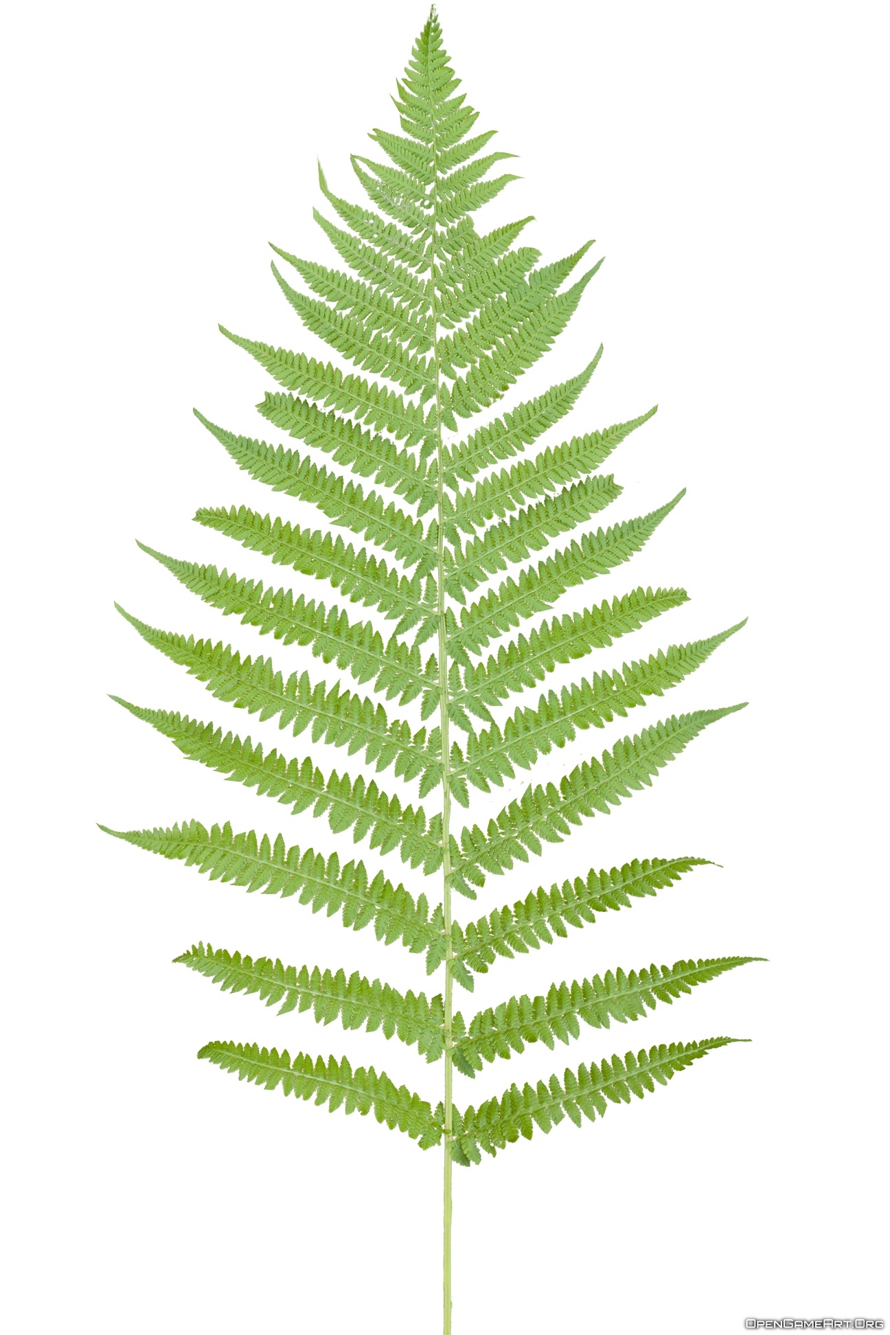 fern clipart black and white
