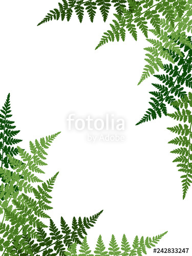 Fern clipart border. Frond tropical leaves frame