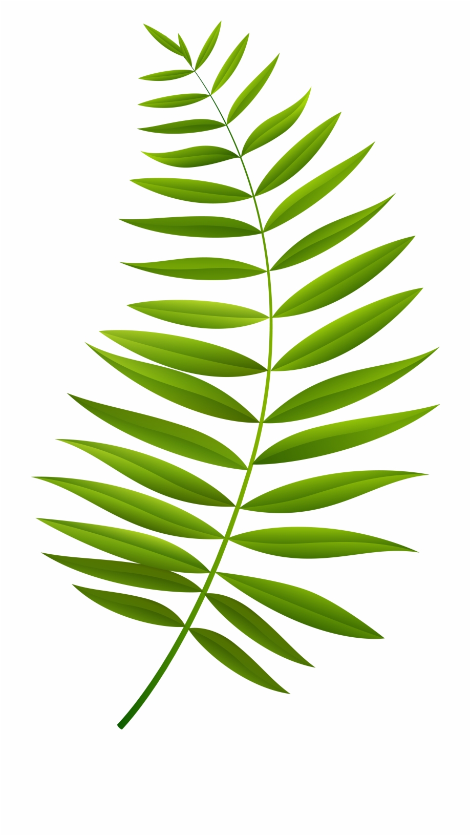 palm clipart leafy branch