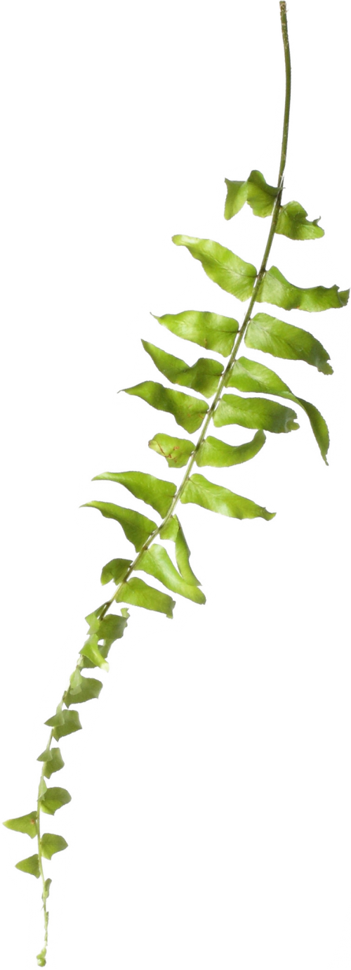 fern clipart compound leaf