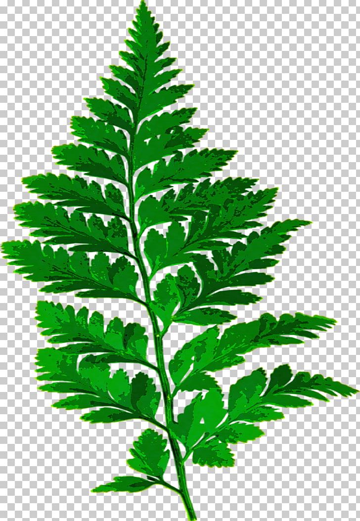 fern clipart fern leaves