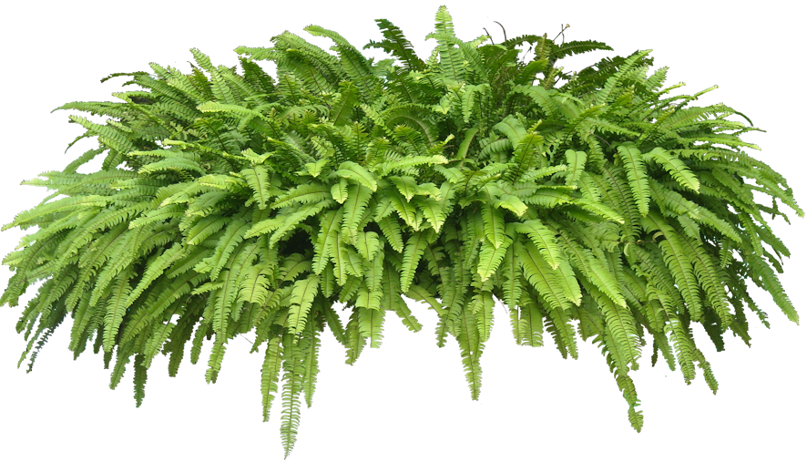 Use discount code pinme. Fern clipart fern plant