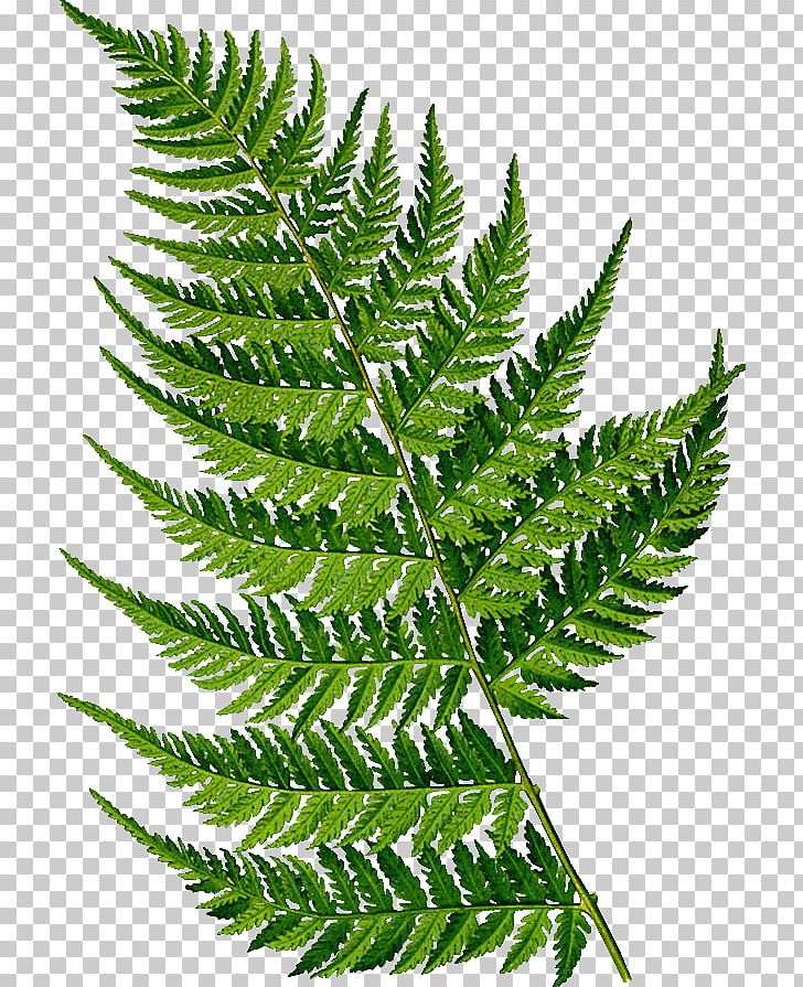 fern clipart illustrated