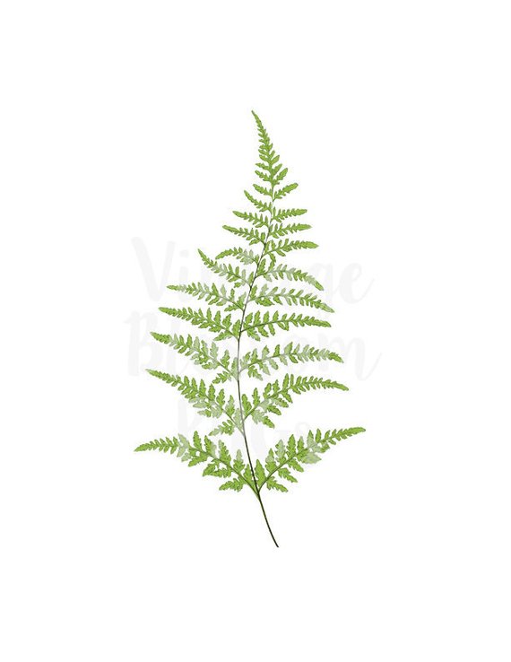 fern clipart illustrated