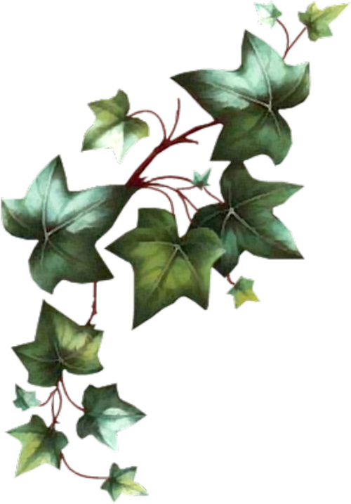 Holly clipart botanical illustration, Holly botanical illustration