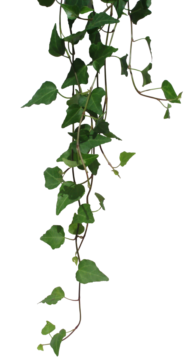 Vines clipart english ivy. By black b o