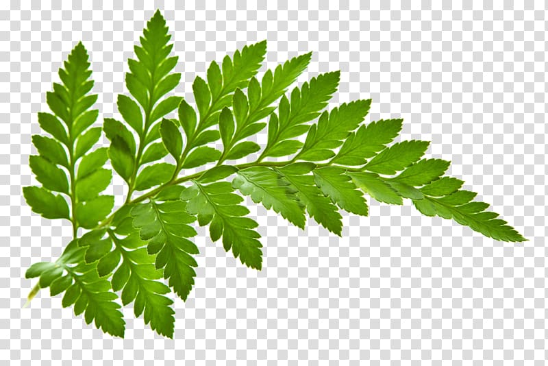 Green leaf illustration vascular. Fern clipart plant flower
