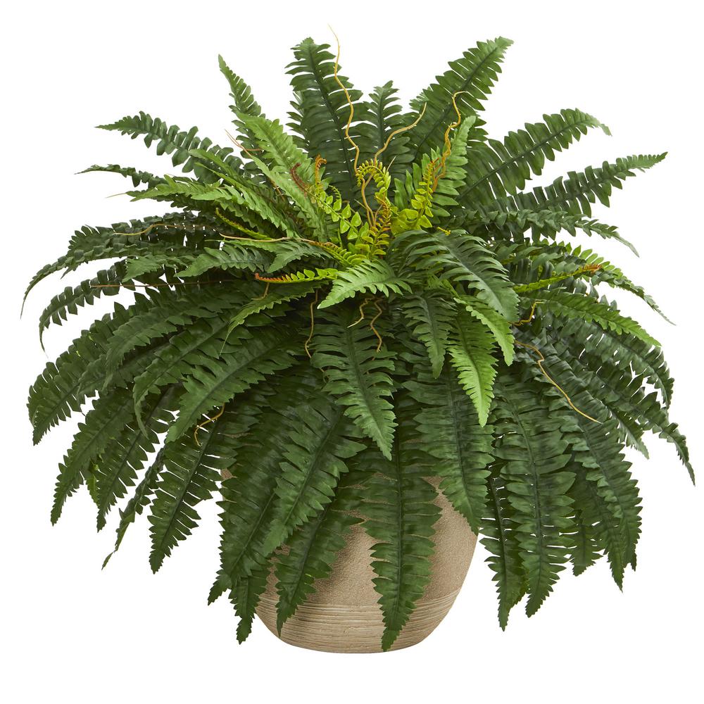 Fern clipart planter. Nearly natural indoor in