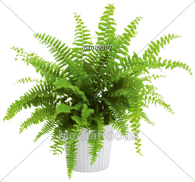 Fern clipart planter. Stock photo in image