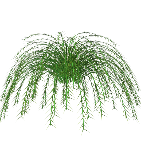 Accent no pot base. Fern clipart potted fern