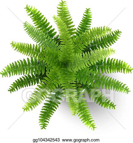 Vector stock in a. Fern clipart potted fern