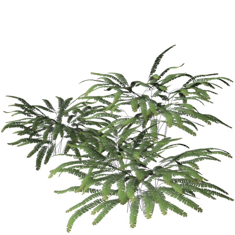 Fern clipart potted fern, Fern potted fern Transparent FREE for ...