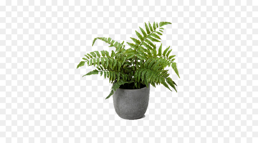 Fern Clipart Potted Fern Picture Fern Clipart Potted Fern