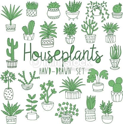 Fern clipart potted fern. Drawing google search cacti