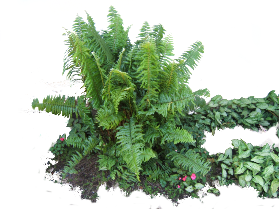 fern clipart potted fern