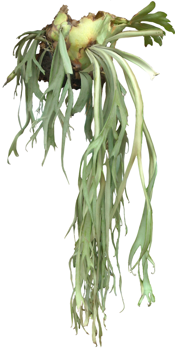 fern clipart prehistoric plant