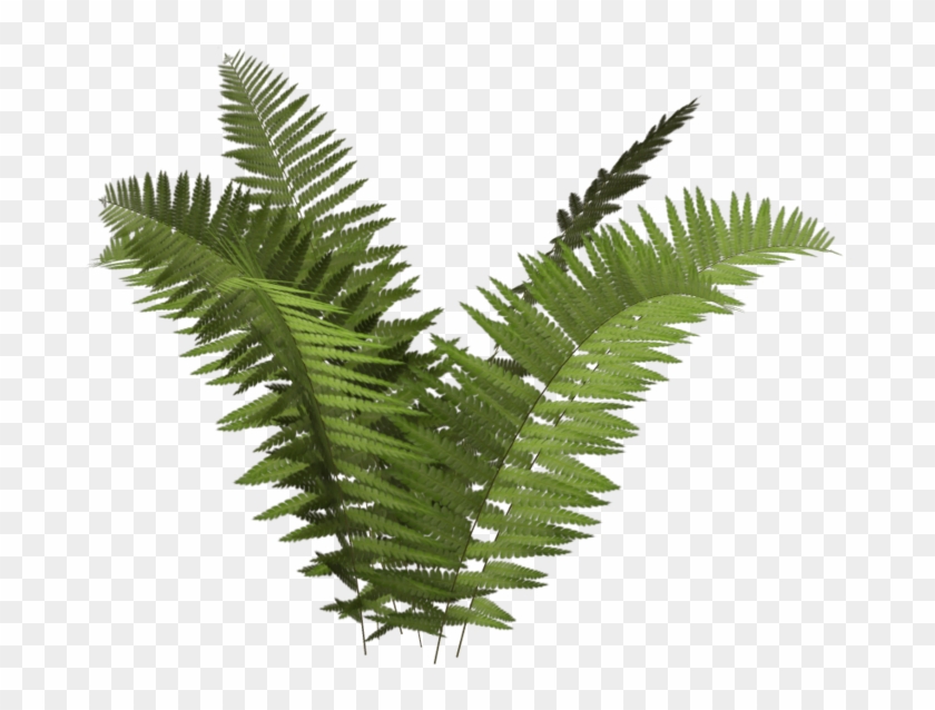 Different plant transparent background. Fern clipart simple