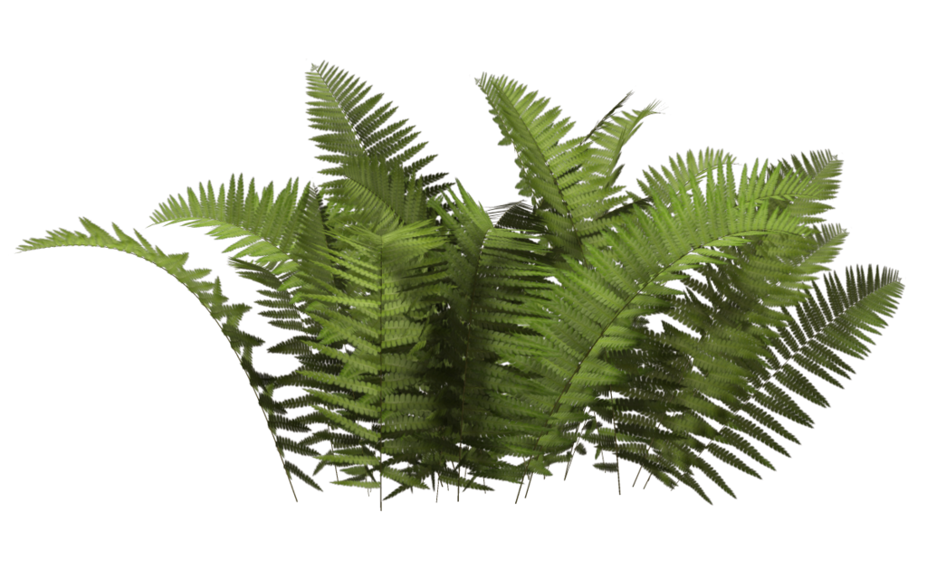 fern clipart vegetation