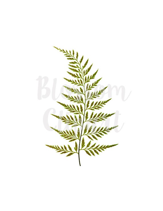 Fern clipart vintage. Clip art leaf leaves