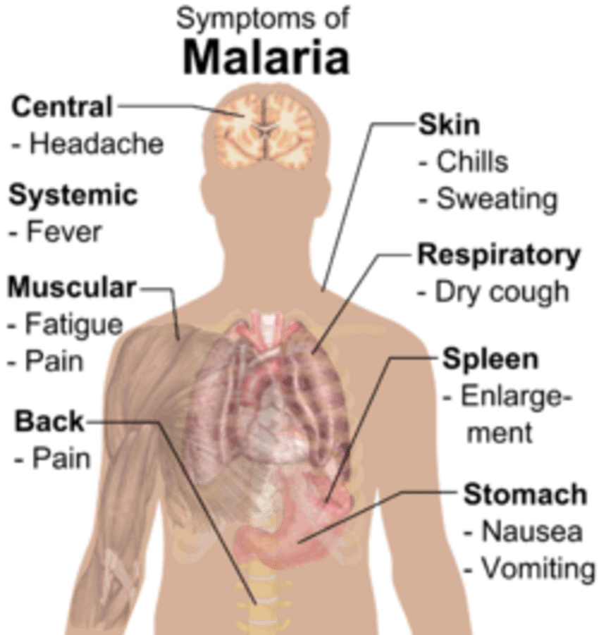 Fever clipart malaria symptom. Tips advice for diet