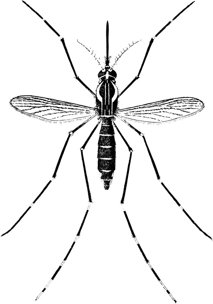 mosquito clipart yellow fever