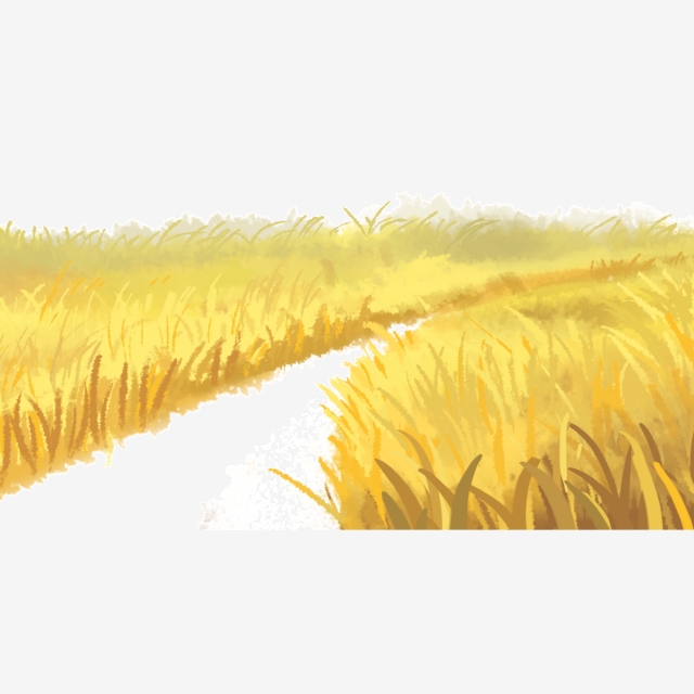 Golden rice harvest food. Field clipart autumn field