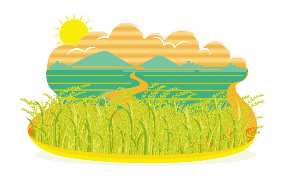 Field clipart cartoon. Paddy rice oryza sativa