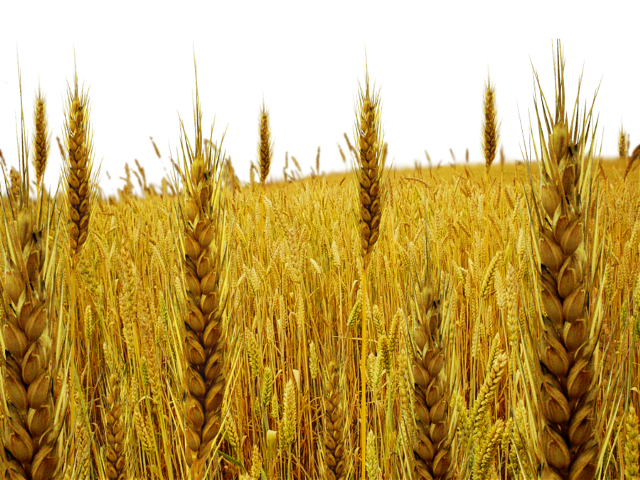 Popular and trending stickers. Wheat clipart wheat field