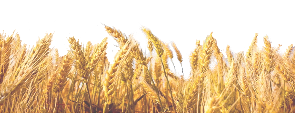 Wallpapers na background kb. Wheat clipart wheat field