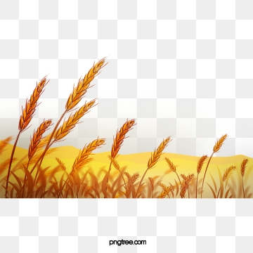 Wheat clipart wheat field. Png vector psd and