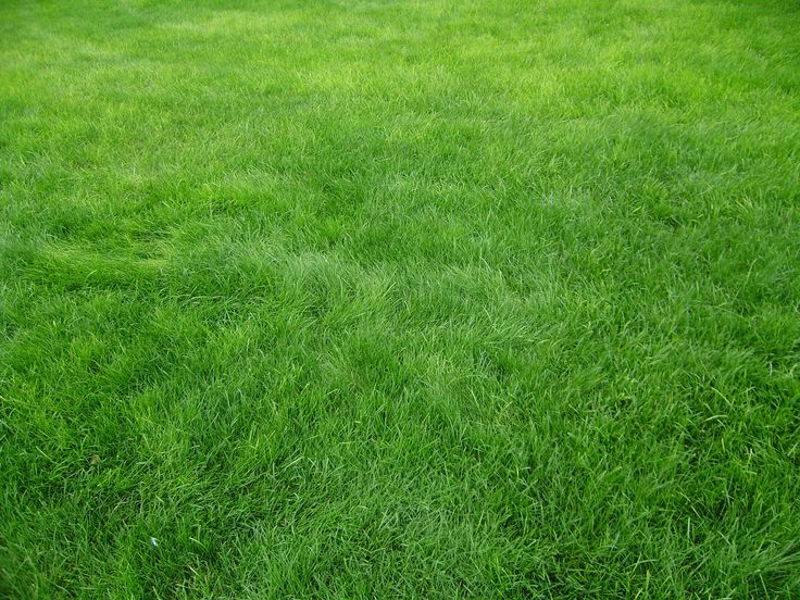 Free grass cliparts download. Field clipart grassy area