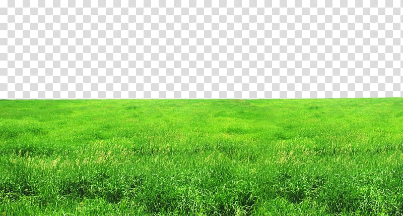field clipart green grassland