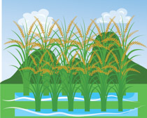 field clipart paddy