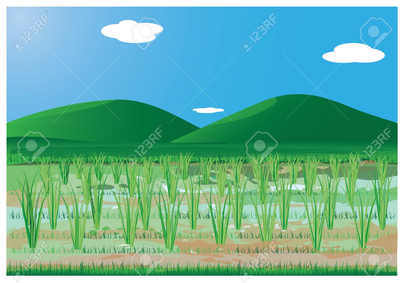 field clipart paddy