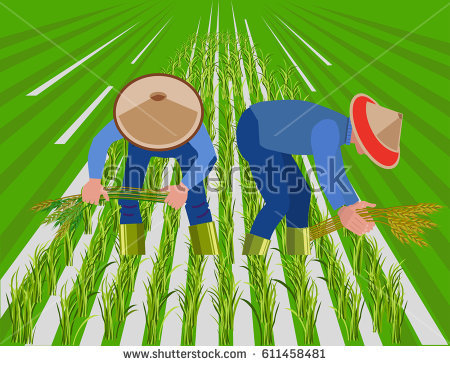rice clipart rice field