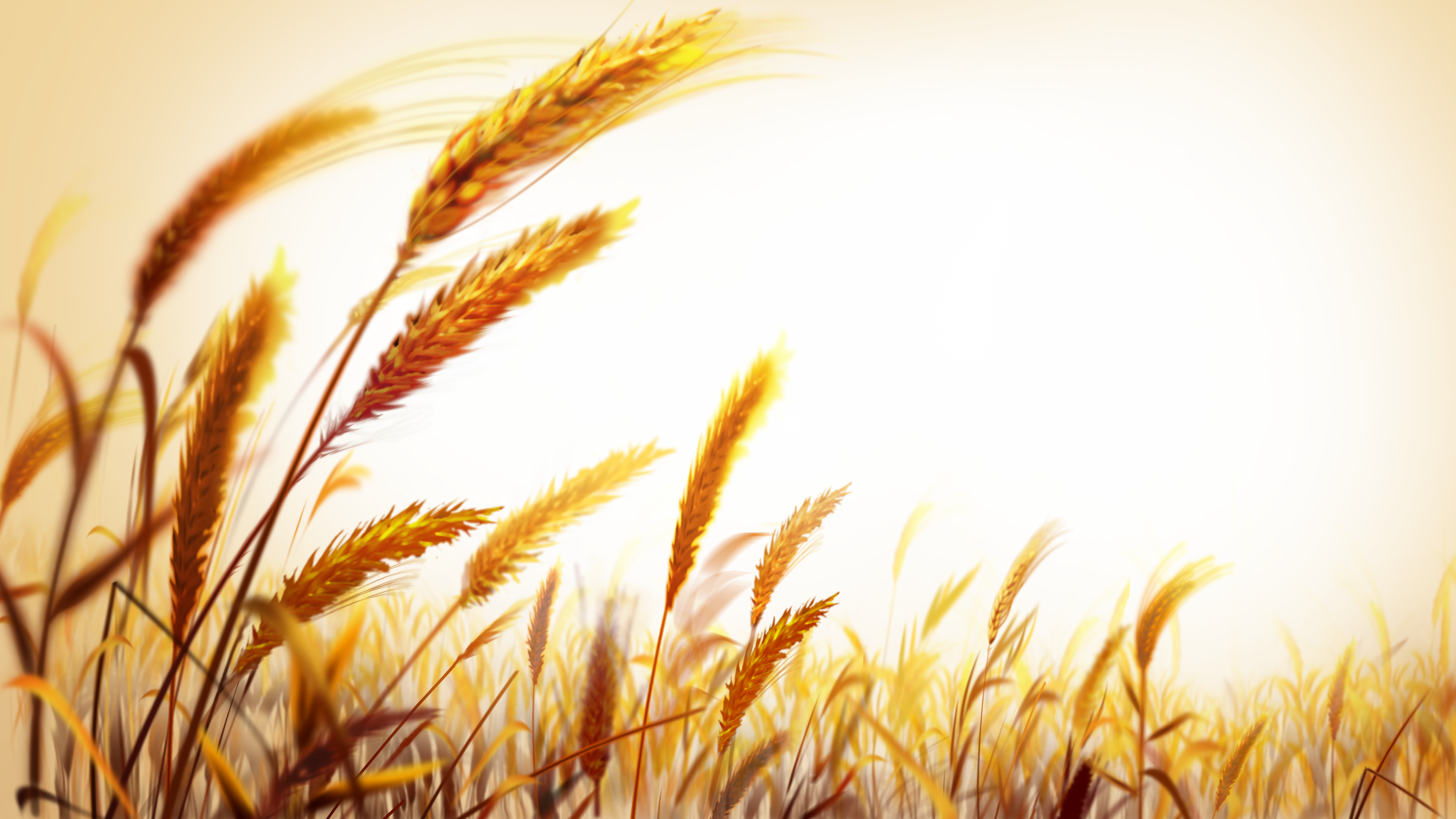 Image of images gallery. Field clipart wheat