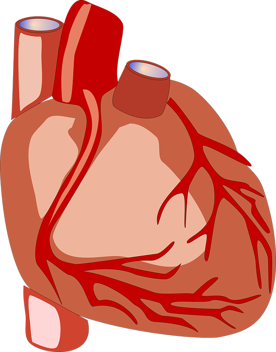 Fight clipart egregious. Hearts anatomical graphics illustrations