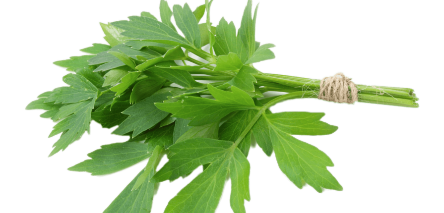 plant clipart herb