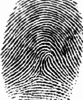 fingerprint clipart arch fingerprint