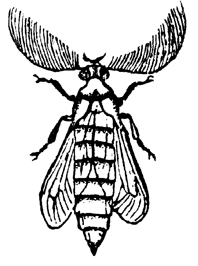 firefly clipart coloring page