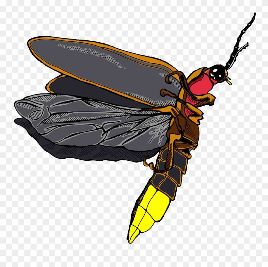 firefly clipart transparent background