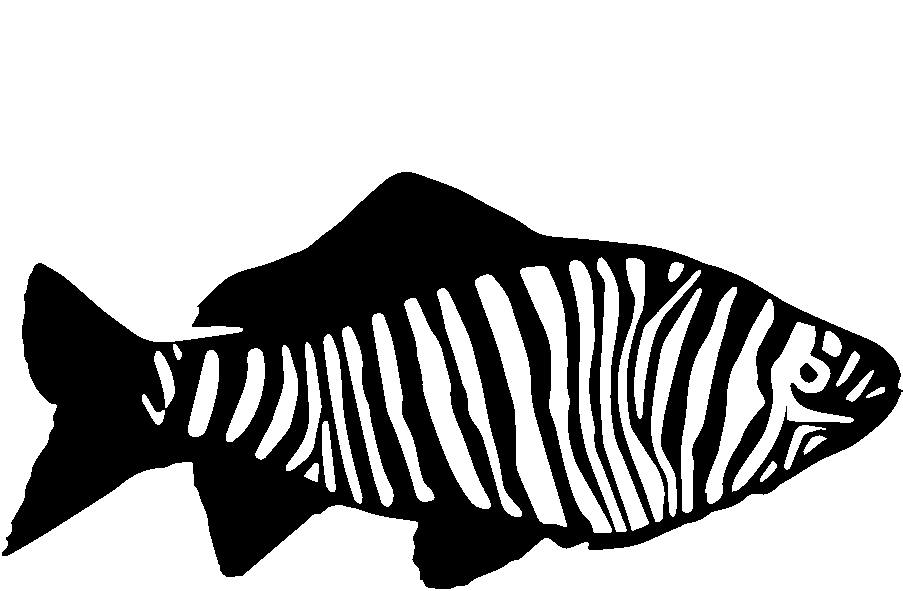 fish clipart animation