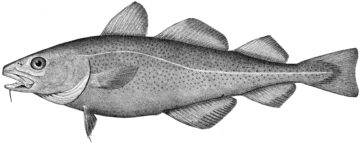 fish clipart cod