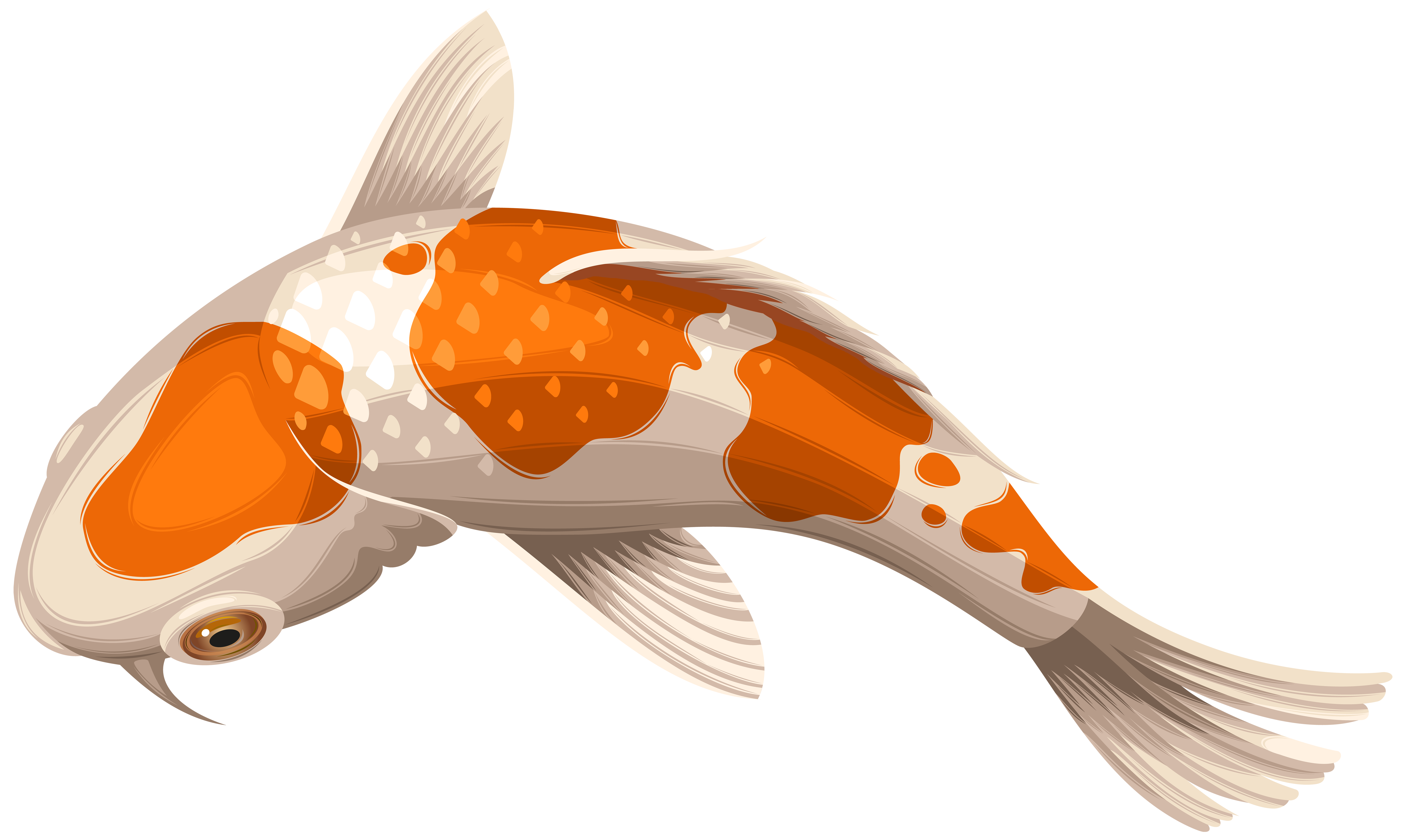Koi showa clip art. Fish clipart goldfish