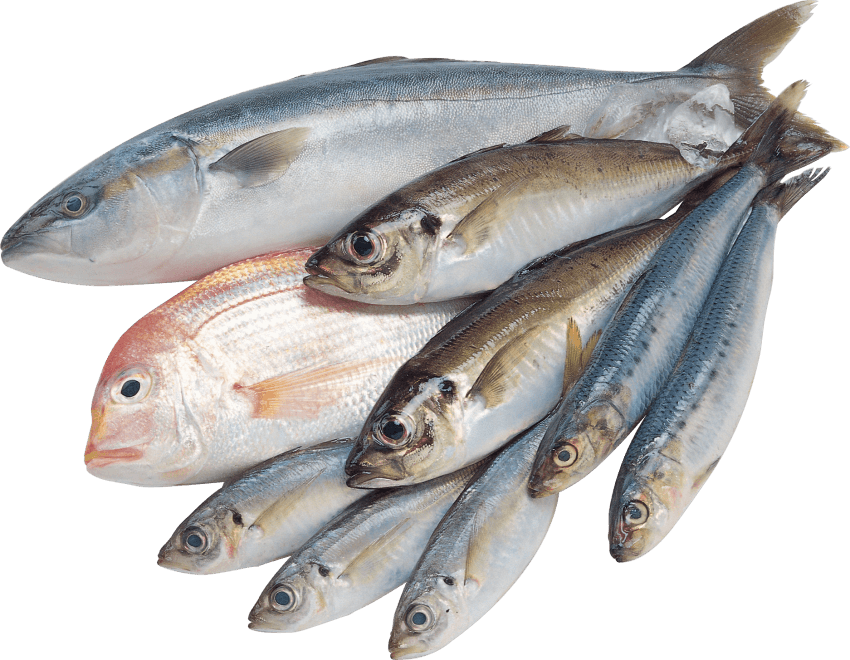 Seafood mackerel fish