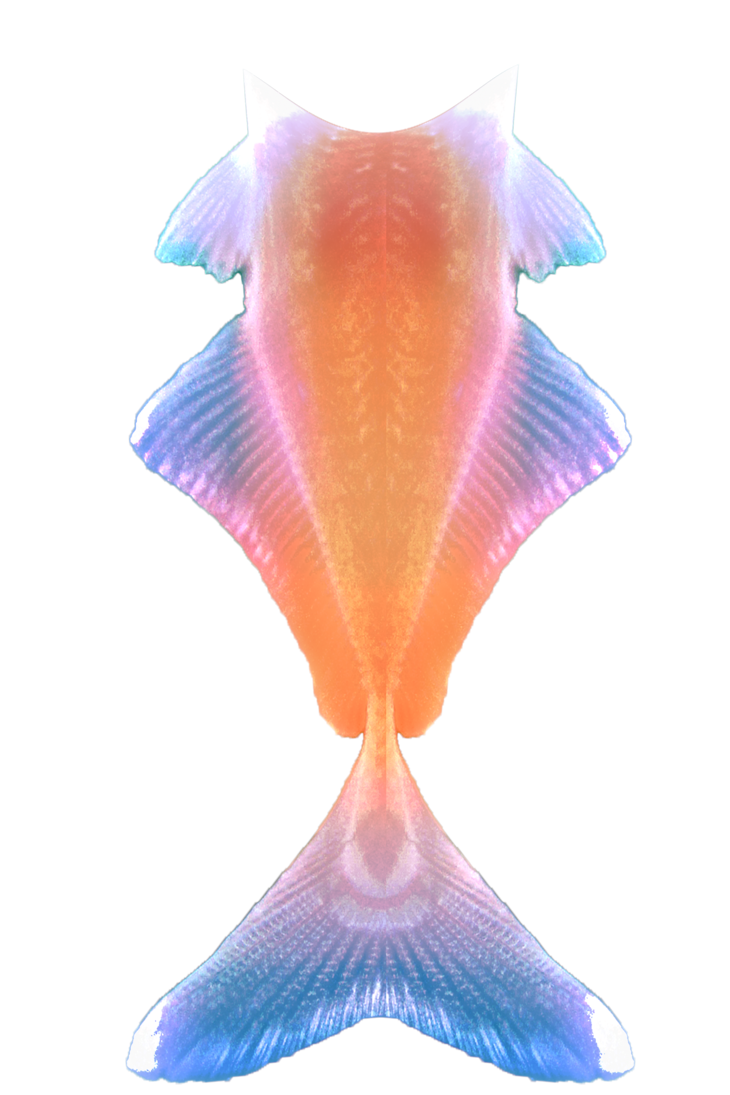 fish clipart symmetrical