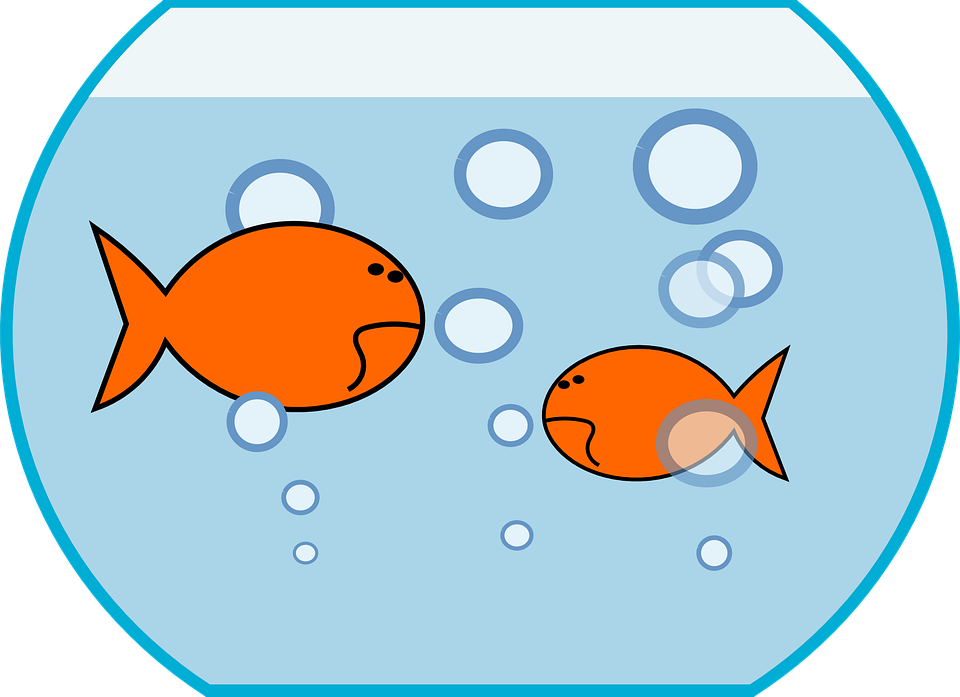 Fishbowl clipart pool. Fish tank group animated