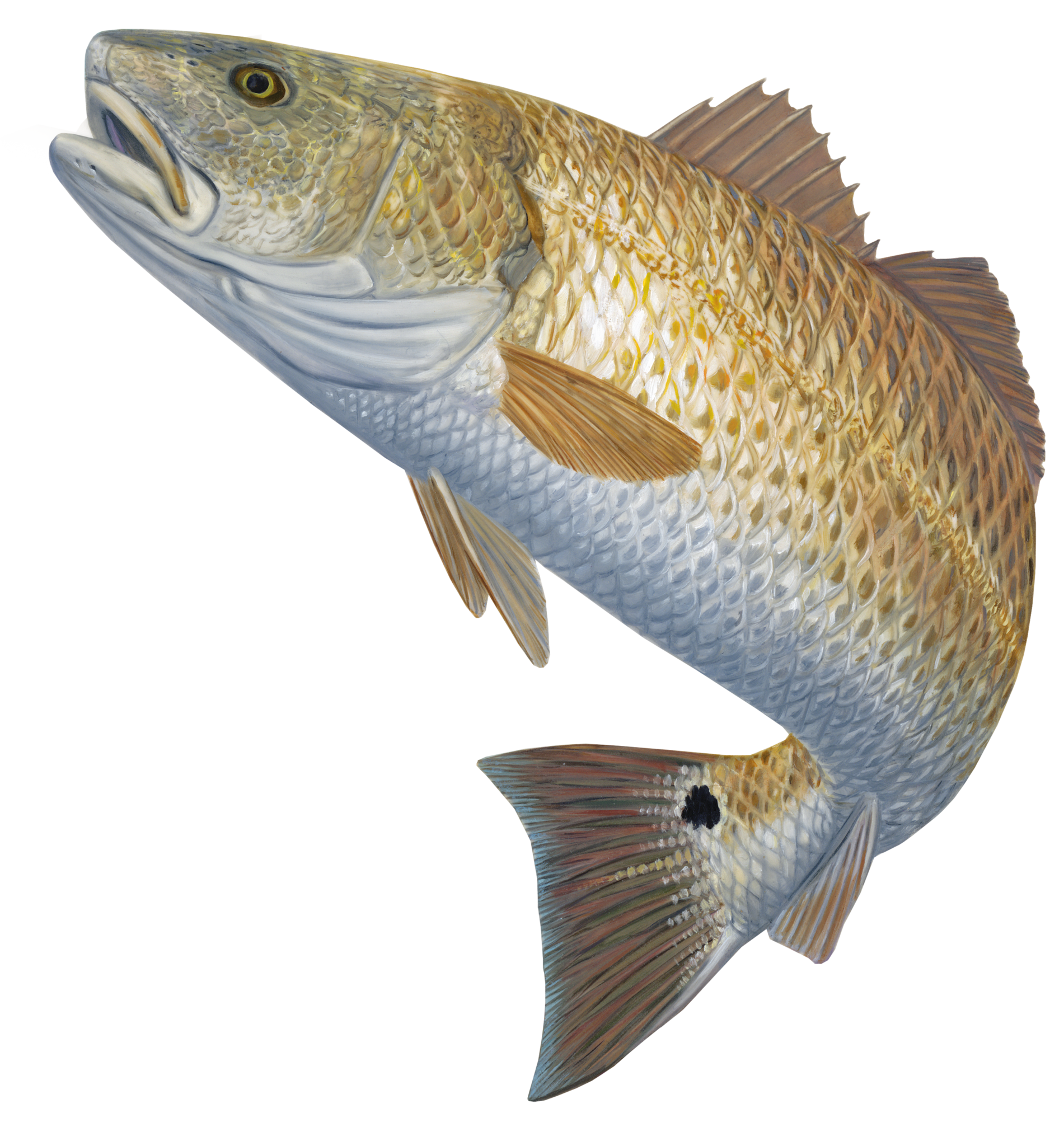 Redfish decal red hot. Tuna clipart fish gill