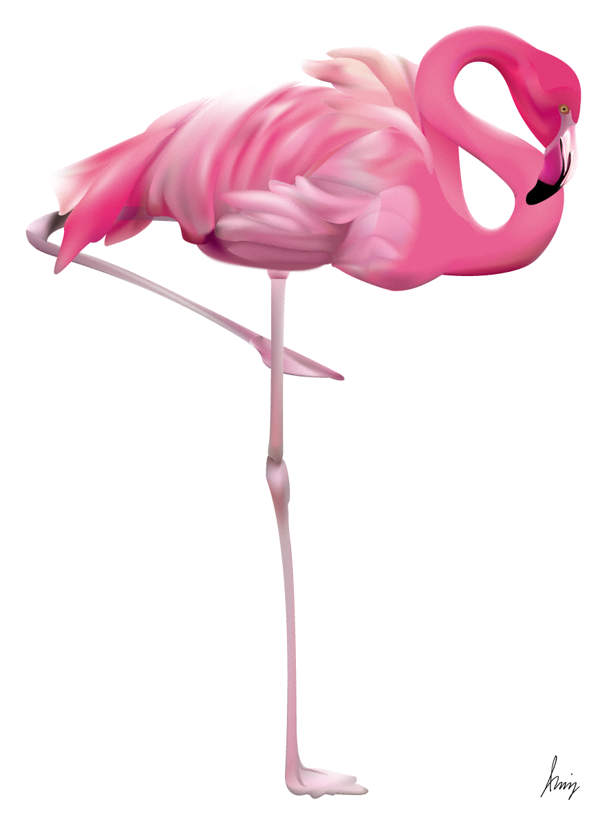 flamingo clipart exotic bird