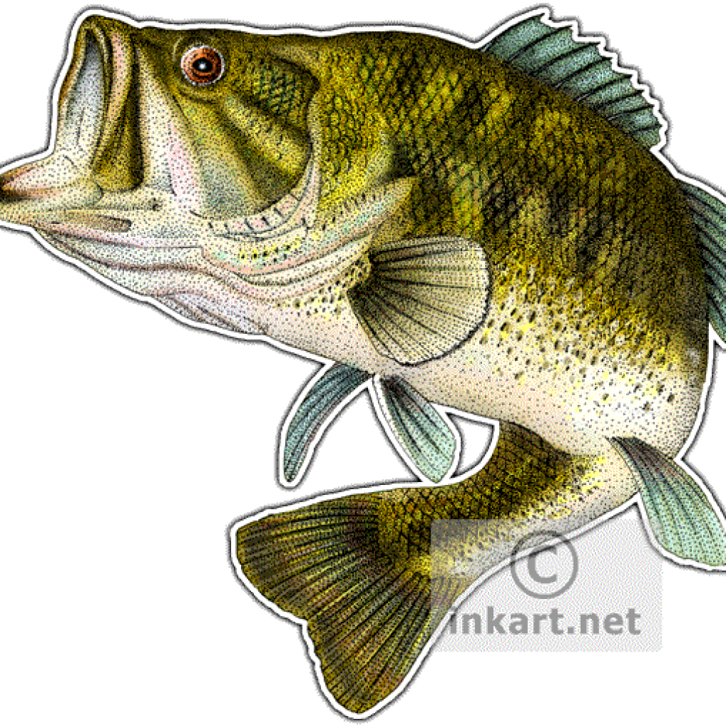 Drawing school hatenylo com. Fishing clipart largemouth bass